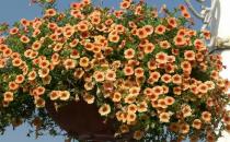 四月份如何養(yǎng)花最好？