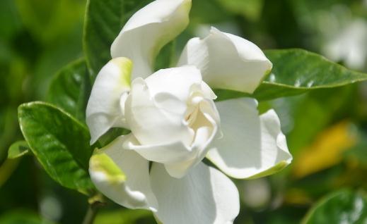 梔子花都有什么種類？梔子花對環(huán)境的要求