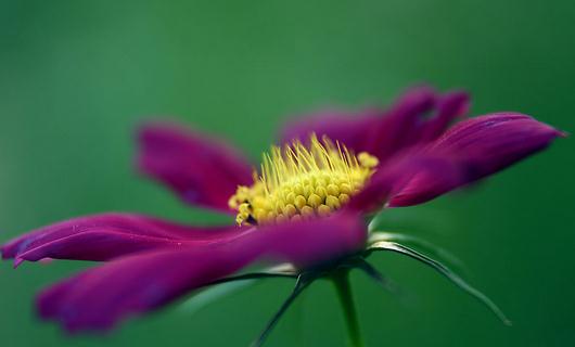 秋季適合養(yǎng)什么花？秋季如何養(yǎng)花？
