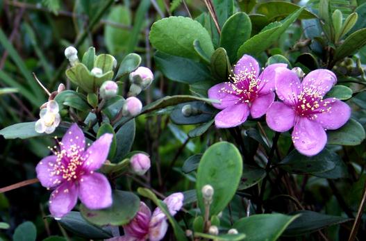 家里養(yǎng)的花為什么壯不起來？