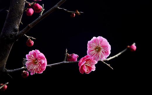 梅花有什么種類(lèi)？梅花的生長(zhǎng)習(xí)性