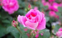 薔薇花的簡(jiǎn)介 薔薇花的布置擺放