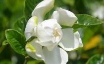 梔子花都有什么種類？梔子花對環(huán)境的要求