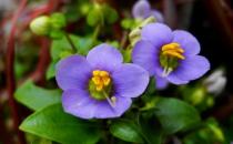 紫星花應(yīng)該如何種植？