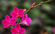 花卉缺素癥是什么原因？