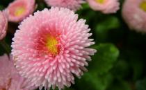 如何給養(yǎng)花的土壤消毒？