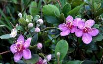 家里養(yǎng)的花為什么壯不起來？