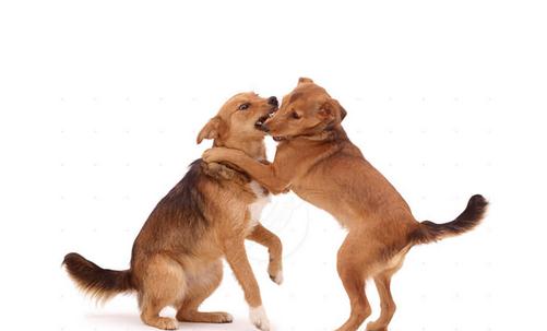 狂犬病是怎樣的？狂犬病的癥狀