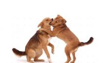 狂犬病是怎樣的？狂犬病的癥狀
