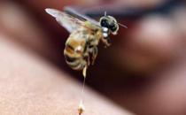 被蜂蜇了怎么辦？被蜂蜇的急救方法