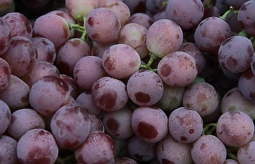孕婦吃什么補血好？補血的食物與食療方