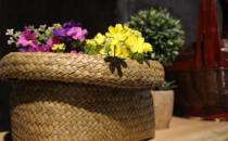室內(nèi)植物如何選擇才正確？