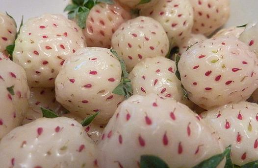 菠蘿莓應(yīng)該怎么吃？吃菠蘿莓的注意事項(xiàng)