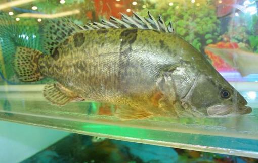 鱖魚(yú)的營(yíng)養(yǎng)價(jià)值 鱖魚(yú)的功效與作用