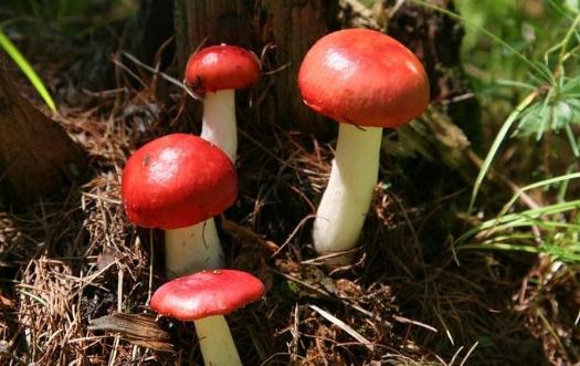 紅菇有什么功效？紅菇的做法