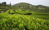 安溪茶怎么喝？安溪茶的功效