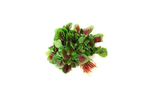 米莧菜是什么？米莧菜有什么功效？