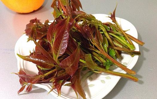 如何挑選香椿芽？香椿芽怎么吃最健康？