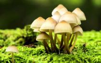 食物里含有毒物質(zhì)怎么辦？