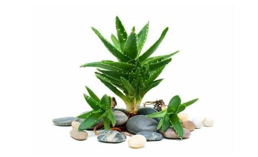 吃菠蘿有助促進消化？這些誤區(qū)別再信啦！