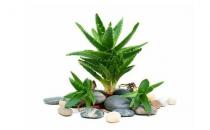 吃菠蘿有助促進(jìn)消化？這些誤區(qū)別再信啦！