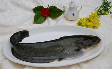 鲇魚_鯰魚,鲇魚的營養(yǎng)價值,功效與作用,鲇魚怎么做好吃,鲇魚的做法大全 鲇魚_鯰魚,鲇魚的營養(yǎng)價值,功效與作用,鲇魚怎么做好吃,鲇魚的做法大全