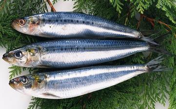 【青魚(yú)】_青魚(yú)的營(yíng)養(yǎng)價(jià)值,青魚(yú)怎么做好吃,青魚(yú)的做法大全 【青魚(yú)】_青魚(yú)的營(yíng)養(yǎng)價(jià)值,青魚(yú)怎么做好吃,青魚(yú)的做法大全