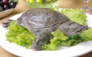 【甲魚】_甲魚的營(yíng)養(yǎng)價(jià)值,甲魚怎么做好吃,甲魚湯,甲魚的做法大全