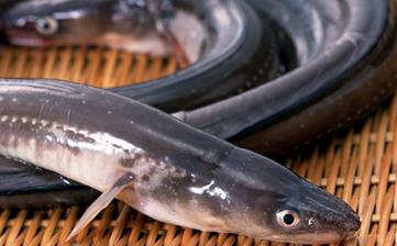 【鰻魚(yú)】_鰻魚(yú)的營(yíng)養(yǎng)價(jià)值,鰻魚(yú)怎么做好吃,鰻魚(yú)的做法大全 【鰻魚(yú)】_鰻魚(yú)的營(yíng)養(yǎng)價(jià)值,鰻魚(yú)怎么做好吃,鰻魚(yú)的做法大全