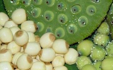 【蓮子】_營養(yǎng)價值,功效與作用,怎么吃,做法,適用人群,食用禁忌 【蓮子】_營養(yǎng)價值,功效與作用,怎么吃,做法,適用人群,食用禁忌