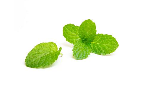 薄荷換盆移盆可以曬太陽嗎？