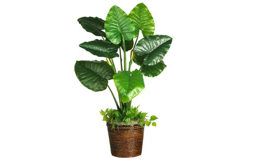 冬天如何種植滴水觀音？