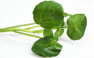 【西洋菜】西洋菜的營(yíng)養(yǎng)價(jià)值_西洋菜怎么做好吃_西洋菜的做法大全