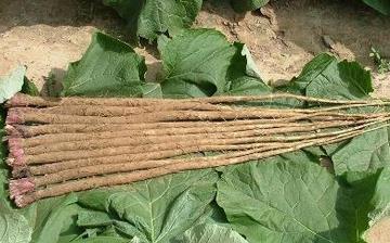 【牛蒡】牛蒡的功效與作用營養(yǎng)價值_牛蒡怎么做好吃_牛蒡的做法大全 【牛蒡】牛蒡的功效與作用營養(yǎng)價值_牛蒡怎么做好吃_牛蒡的做法大全