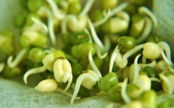 【綠豆芽】綠豆芽的營養(yǎng)價(jià)值_綠豆芽怎么做好吃_綠豆芽的做法大全 【綠豆芽】綠豆芽的營養(yǎng)價(jià)值_綠豆芽怎么做好吃_綠豆芽的做法大全