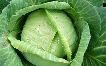 【卷心菜】卷心菜的營養(yǎng)價值_卷心菜怎么做好吃_卷心菜的做法大全 【卷心菜】卷心菜的營養(yǎng)價值_卷心菜怎么做好吃_卷心菜的做法大全