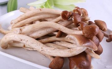 【茶樹菇】茶樹菇的營養(yǎng)價值_茶樹菇怎么做好吃_茶樹菇的做法大全 【茶樹菇】茶樹菇的營養(yǎng)價值_茶樹菇怎么做好吃_茶樹菇的做法大全