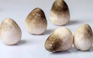 【草菇】草菇的功效與作用營養(yǎng)價(jià)值_草菇怎么做好吃_草菇的做法大全 【草菇】草菇的功效與作用營養(yǎng)價(jià)值_草菇怎么做好吃_草菇的做法大全