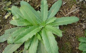 【刺兒菜】刺兒菜的營(yíng)養(yǎng)價(jià)值_刺兒菜怎么做好吃_刺兒菜的做法大全 【刺兒菜】刺兒菜的營(yíng)養(yǎng)價(jià)值_刺兒菜怎么做好吃_刺兒菜的做法大全