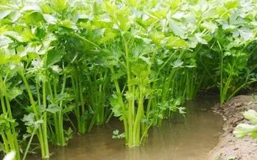 【水芹】水芹的功效與作用營(yíng)養(yǎng)價(jià)值_水芹怎么做好吃_水芹的做法大全 【水芹】水芹的功效與作用營(yíng)養(yǎng)價(jià)值_水芹怎么做好吃_水芹的做法大全