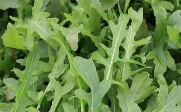 【芝麻菜】芝麻菜的營養(yǎng)價值_芝麻菜怎么做好吃_芝麻菜的做法大全 【芝麻菜】芝麻菜的營養(yǎng)價值_芝麻菜怎么做好吃_芝麻菜的做法大全