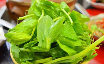 【豌豆尖】豌豆尖的營養(yǎng)價(jià)值_豌豆尖怎么做好吃_豌豆尖的做法大全 【豌豆尖】豌豆尖的營養(yǎng)價(jià)值_豌豆尖怎么做好吃_豌豆尖的做法大全