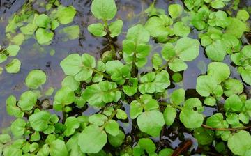 【豆瓣菜】豆瓣菜的營(yíng)養(yǎng)價(jià)值_豆瓣菜怎么做好吃_豆瓣菜的做法大全