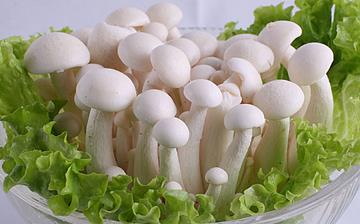 【白玉菇】白玉菇的營(yíng)養(yǎng)價(jià)值_白玉菇怎么做好吃_白玉菇的做法大全