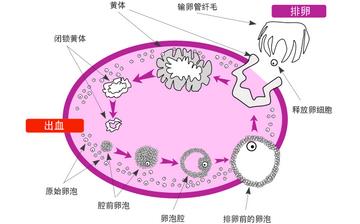 【排卵】排卵期癥狀_排卵期同房不孕原因_排卵期計(jì)算_排卵試紙?jiān)趺从? title=