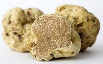 【白松露菌】白松露菌的營(yíng)養(yǎng)價(jià)值_白松露菌怎么做好吃_白松露菌的做法大全 【白松露菌】白松露菌的營(yíng)養(yǎng)價(jià)值_白松露菌怎么做好吃_白松露菌的做法大全