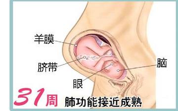 【懷孕31周】懷孕31周發(fā)育指標(biāo)_懷孕31周胎兒變化_媽媽狀態(tài)_懷孕31周注意事項(xiàng) 【懷孕31周】懷孕31周發(fā)育指標(biāo)_懷孕31周胎兒變化_媽媽狀態(tài)_懷孕31周注意事項(xiàng)