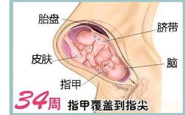 【懷孕34周】懷孕34周發(fā)育指標(biāo)_懷孕34周胎兒變化_媽媽狀態(tài)_懷孕34周注意事項 【懷孕34周】懷孕34周發(fā)育指標(biāo)_懷孕34周胎兒變化_媽媽狀態(tài)_懷孕34周注意事項