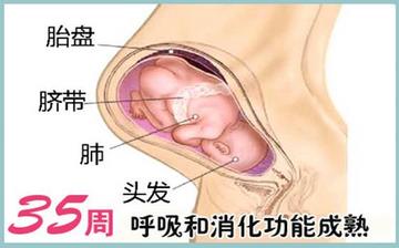 【懷孕35周】懷孕35周發(fā)育指標(biāo)_懷孕35周胎兒變化_媽媽狀態(tài)_懷孕35周注意事項