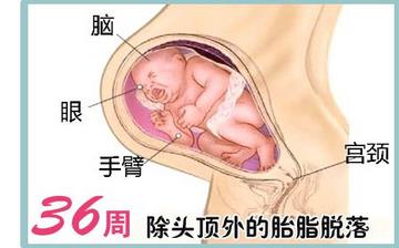 【懷孕36周】懷孕36周發(fā)育指標(biāo)_懷孕36周胎兒變化_媽媽狀態(tài)_懷孕36周注意事項(xiàng) 【懷孕36周】懷孕36周發(fā)育指標(biāo)_懷孕36周胎兒變化_媽媽狀態(tài)_懷孕36周注意事項(xiàng)